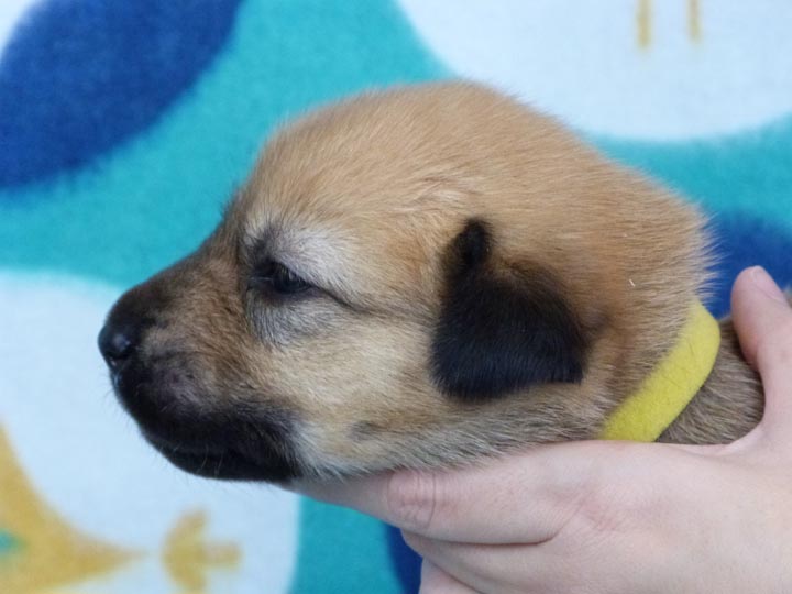 chinook puppy
